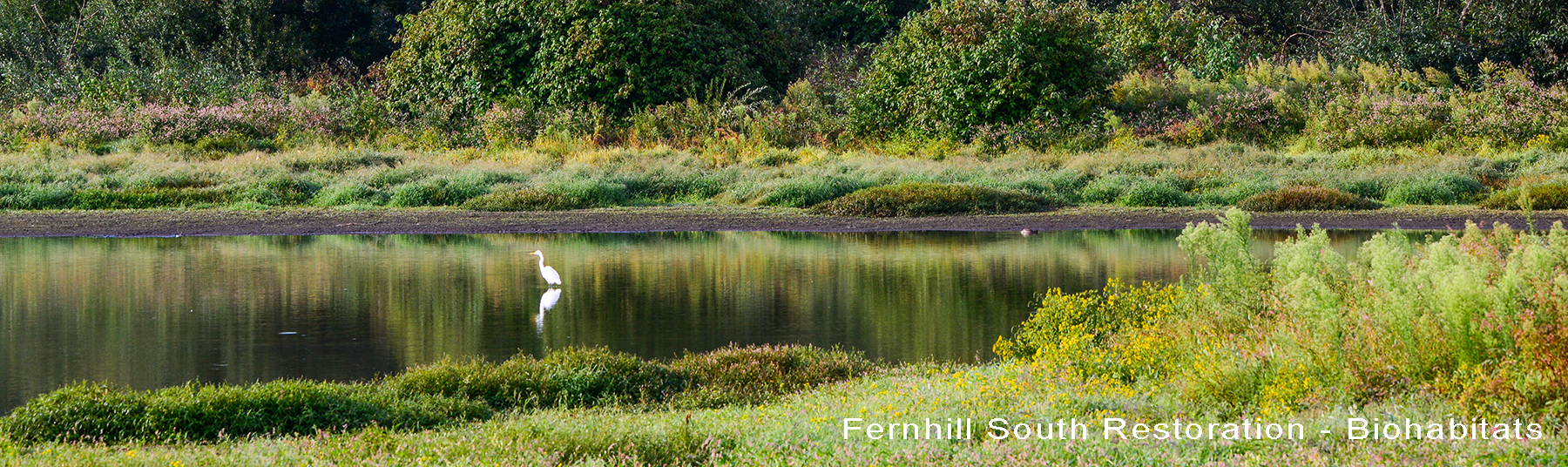 Fernhill constructed wetland