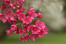 Image of Crabapple Flowers