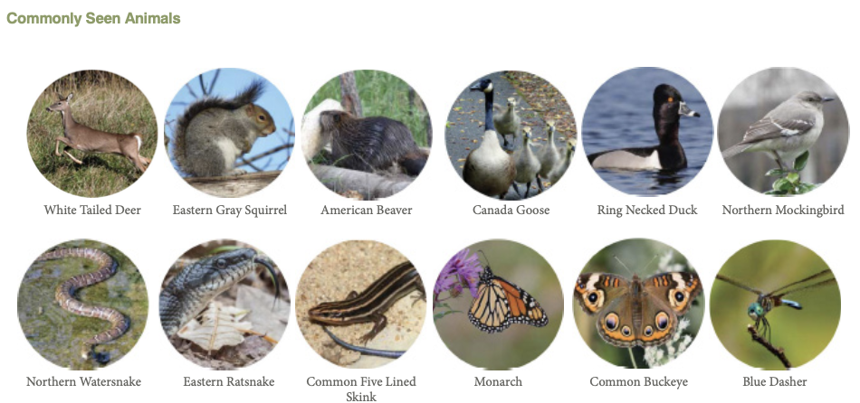 commonly seen animals